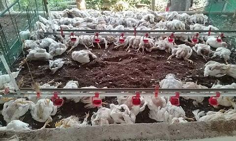 கோழி பண்ணைக்குள் புகுந்து 100 கோழிகளை கடித்துக் கொன்ற தெரு நாய்கள்: பொதுமக்கள் அச்சம்