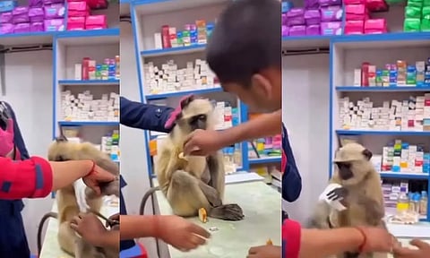 VIDEO: குரங்கின் புத்திசாலித்தனம்