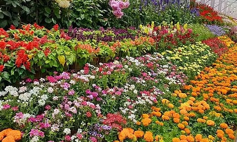 ஊட்டி மலர் கண்காட்சி  மே 16-ல் தொடங்கி 6 நாட்கள் நடக்கிறது