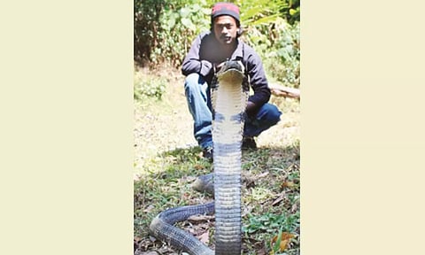 20 ஆண்டுகளாக பாம்பு பிடித்து வந்தவர் பாம்பு கடித்து உயிரிழப்பு