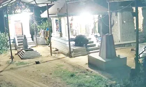 கல்லிடைக்குறிச்சி அருகே கோவிலுக்குள் புகுந்த கரடி