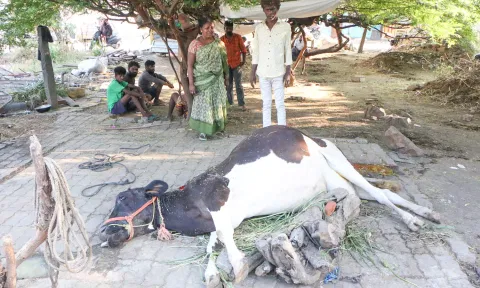 சேலம் குப்தா நகரில் நாய் கடித்து குதறியதால் இறந்த பசுமாடு