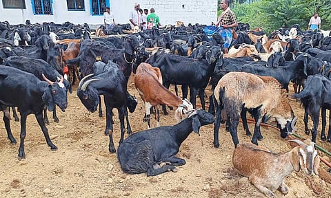 அய்யலூர் ஆட்டுச்சந்தையில் ரூ.2 கோடிக்கு ஆடுகள் விற்பனை