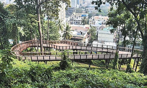 வனத்தில் இருந்து கடல் அழகை ரசிக்க மரப்பாலம்- மும்பை மாநகராட்சி தகவல்