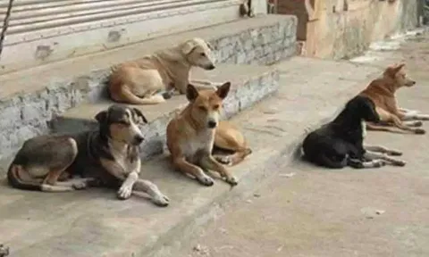 இந்தியாவில் கடந்த ஆண்டு 22 லட்சம் பேர் நாய்க்கடியால் பாதிப்பு