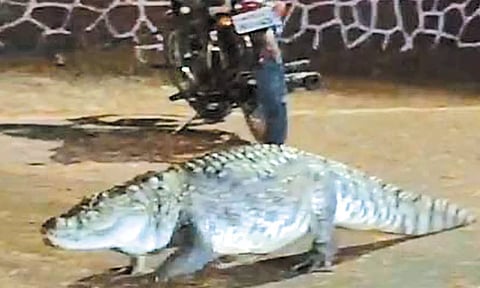 மும்பை ஐ.ஐ.டி.க்குள் முதலை புகுந்ததால் பரபரப்பு