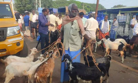 பொள்ளாச்சி சந்தைக்கு விற்பனைக்காக கொண்டு வரப்பட்டு இருந்த ஆடுகளை காணலாம்.