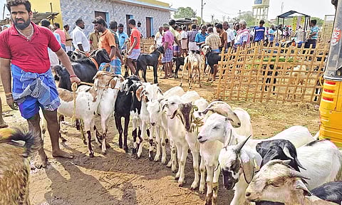 பங்குனி உத்திரம் நெருங்குவதையொட்டி மேலப்பாளையம் கால்நடை சந்தையில் களை கட்டிய ஆடுகள் விற்பனை