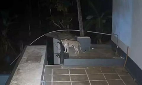 காசர்கோட்டில் வீட்டின் மொட்டைமாடியில் நடமாடிய சிறுத்தை- பொதுமக்கள் அச்சம்