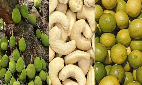 பண்ருட்டி பலாப்பழம், முந்திரி, விருதுநகர் சம்பா வத்தல் உள்ளிட்ட 6 பொருட்களுக்கு புவிசார் குறியீடு