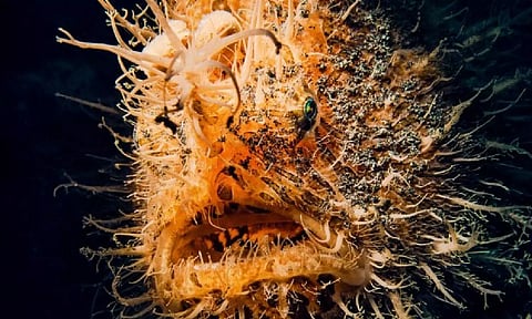 மீனவர்கள் வலையில் சிக்கிய அதிசய `முள் தவளைகள்'