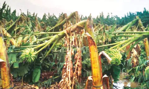 அவினாசி பகுதியில் சூறாவளி காற்றுடன் பலத்த மழை: 10 ஆயிரம் வாழை மரங்கள் முறிந்து சேதம்