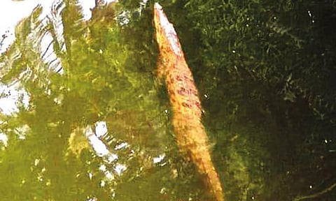 தாராபுரம் அருகே அமராவதி ஆற்றில் உலா வரும் முதலை-  பொதுமக்கள் அச்சம்