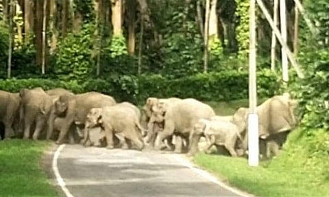 மூடிகெரே தாலுகாவில் காபி தோட்டங்களில் முகாமிட்டு 42 காட்டு யானைகள் தொடர் அட்டகாசம்