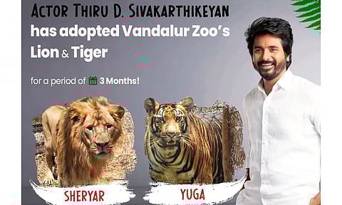 வண்டலூர் பூங்காவில் சிங்கம் & புலியை தத்தெடுத்த சிவகார்த்திகேயன்