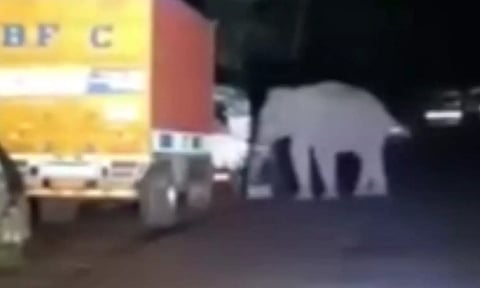 மைசூரு-ஊட்டி சாலையில் வாகனங்களை மறித்து உணவு தேடிய யானை