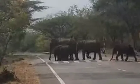சாலையை கடந்த யானை கூட்டங்களால் வாகன ஓட்டிகள் அச்சம் - வனத்துறையினர் எச்சரிக்கை