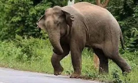 தாளவாடி அருகே யானை தாக்கி விவசாயி படுகாயம்