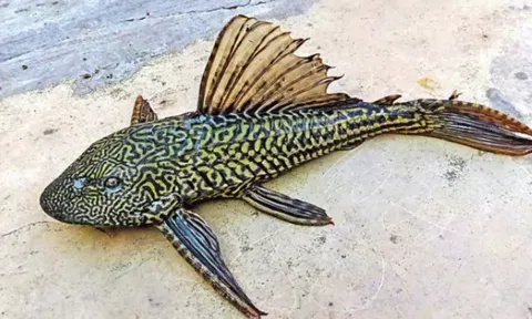 ஆந்திராவில் சிக்கிய பிசாசு மீன்