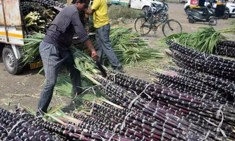 கரும்புக்கு குவிண்டால் ஒன்றுக்கு ரூ.355 ஆதாய விலை- மத்திய மந்திரிசபை ஒப்புதல்