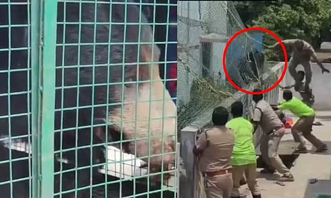 VIDEO: ஊரையே கதறவிட்ட கரடியை கூண்டு வைத்து பிடித்த வனத்துறையினர்