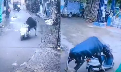 ஸ்கூட்டரை ஓட்டி செல்லும் காளை மாடு - வைரல் வீடியோ