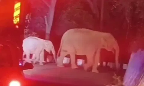 குன்னூர் மலைப்பாதையில் கூட்டம், கூட்டமாக சுற்றிய காட்டு யானைகள்- வாகன ஓட்டிகள் அதிர்ச்சி