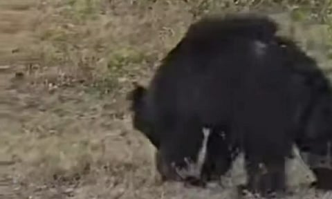 ஆசனூர் சாலையோரம் உலா வரும் கரடியால் வாகன ஓட்டிகள் அச்சம்- வனத்துறையினர் எச்சரிக்கை