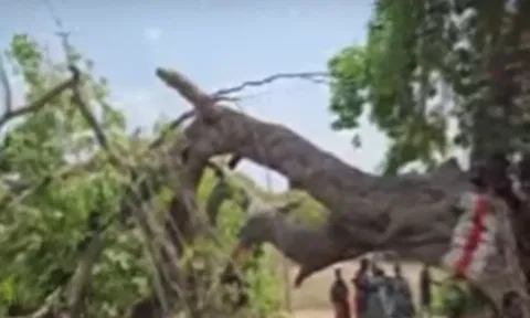 திருவண்ணாமலையில் ஆலமரக்கிளை முறிந்து விழுந்து 2 பேர் உயிரிழப்பு
