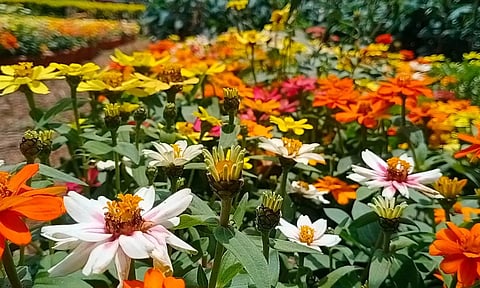 ஏற்காடு கோடை விழா மலர் கண்காட்சி 23-ந்தேதி தொடங்குகிறது