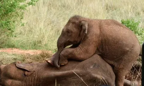 தாய் யானையின் மீது படுத்து அதனை எழுப்ப முயன்ற குட்டி யானை. 
