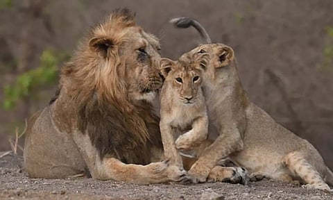 குஜராத்தில் சிங்கங்களின் எண்ணிக்கை 891 ஆக உயர்வு