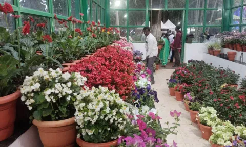 கோடைவிழாவையொட்டி வைக்கப்பட்டுள்ள பூந்தொட்டிகளில் பூத்து குலுங்கும் மலர்கள்.