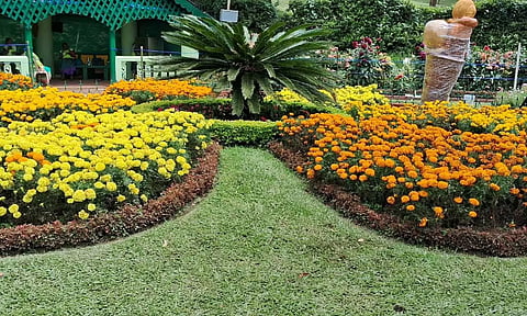 &nbsp;குன்னூர் சிம்ஸ் பூங்காவில் பூத்து குலுங்கும் மலர்களை படத்தில் காணலாம்.