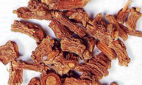 நன்னாரி வேரின் மருத்துவ குணங்கள்