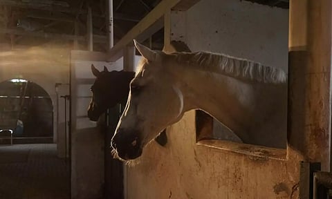 குதிரையை பாலியல் வன்புணர்வு செய்த வாலிபர் கைது.. நாக்பூரில் நடந்த வினோதம்!