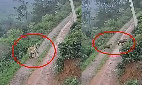 VIDEO: நீலகிரியில் குடியிருப்பு பகுதிக்குள் குட்டிகளுடன் சுற்றிய புலி - பொதுமக்கள் அச்சம்