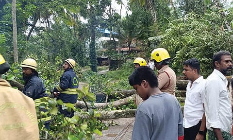 குமரியில் வீசிய சூறைக்காற்றிற்கு ஒரே நாளில் மரக்கிளைகள் முறிந்து விழுந்ததில் 150 மின்கம்பங்கள் சேதம்