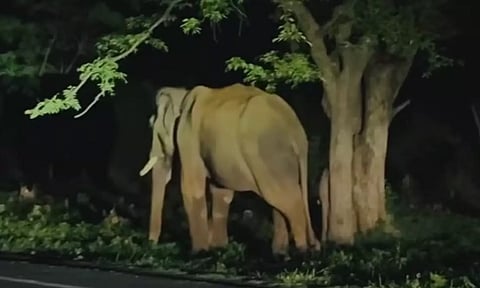 பண்ணாரி அம்மன் கோவில் அருகே 3 மணி நேரம் நின்ற ஒற்றை யானையால் பரபரப்பு