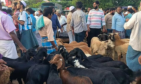 பக்ரீத் பண்டிகையையொட்டி செஞ்சி வாரச்சந்தையில் ரூ.5 கோடிக்கு ஆடுகள் விற்பனை