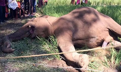 வயநாட்டில் மின்வேலியில் சிக்கி யானை பலி