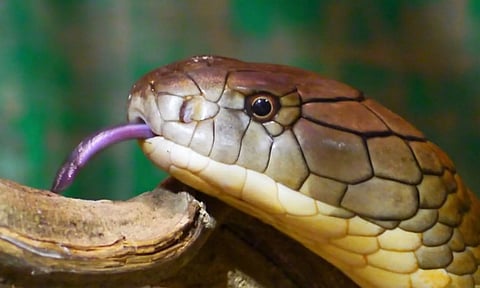 பாம்புக் கடியால் இந்தியாவில் ஆண்டுதோறும் 58,000 பேர் உயிரிழக்கின்றனர்.. உலகிலேயே முதலிடம்!