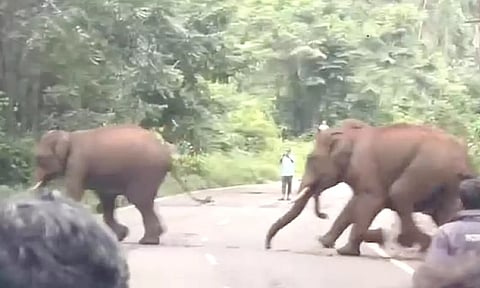 தொரப்பள்ளி-கூடலூர் ரோட்டில் சாலையை கடந்த யானைகள் கூட்டம்