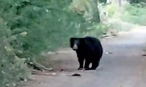 திசையன்விளை அருகே ஊருக்குள் சுற்றித்திரிந்த கரடியால் பொதுமக்கள் பீதி