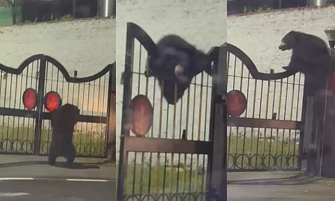 குழந்தைகளைப்போல கதவில் ஏறி, இறங்கி விளையாடிய கரடி