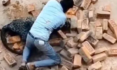 VIDEO: செங்கல் சூளையில் புகுந்த சிறுத்தை.. உயிரை பணயம் வைத்து வெறும் கையால் அடக்கிய இளைஞர்