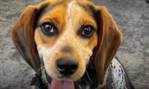 விமான நிலையத்தில் நாயை எட்டி உதைத்த எகிப்து பயணி கைது