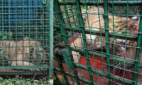 ரப்பர் தோட்டத்தில் தொழிலாளியை கொன்ற புலி சிக்கியது- பொதுமக்கள் நிம்மதி