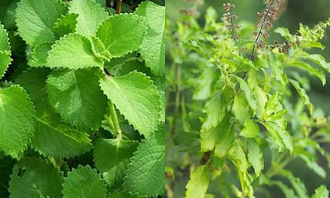 சுவாச அலர்ஜி, ஆஸ்துமா பிரச்சனைக்கு துளசி, கற்பூரவள்ளி, ஆடாதோடை