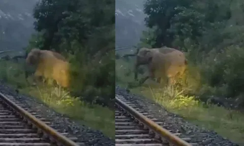 VIDEO: தண்டவாளம் அருகே குட்டியை பிரசவித்த யானை.. எதிரே வந்த ரெயில் - மக்கள் செய்த செயல்